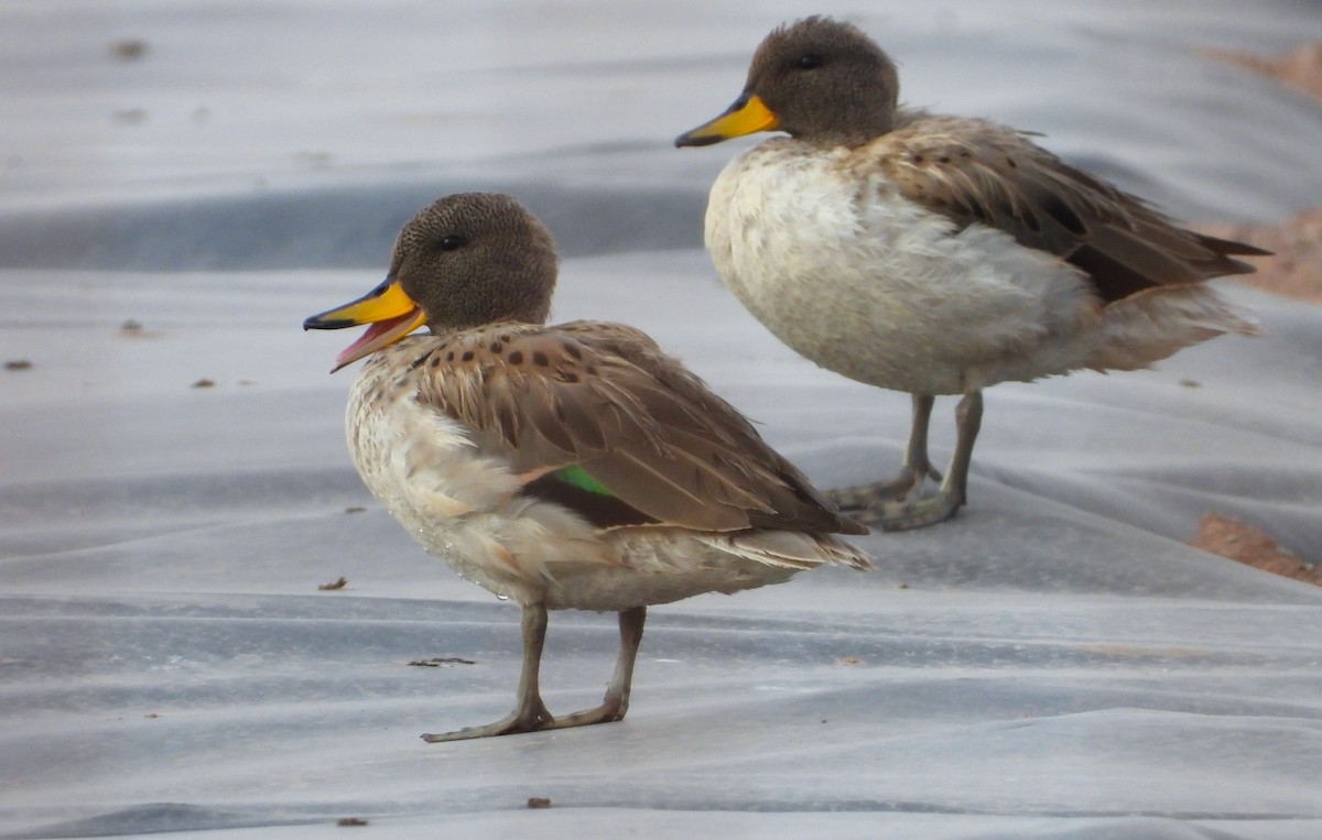 Yellow-billed Teal (oxyptera) - ML615192839