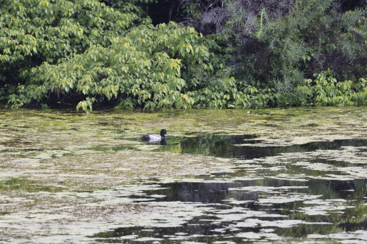 Lesser Scaup - ML615192849