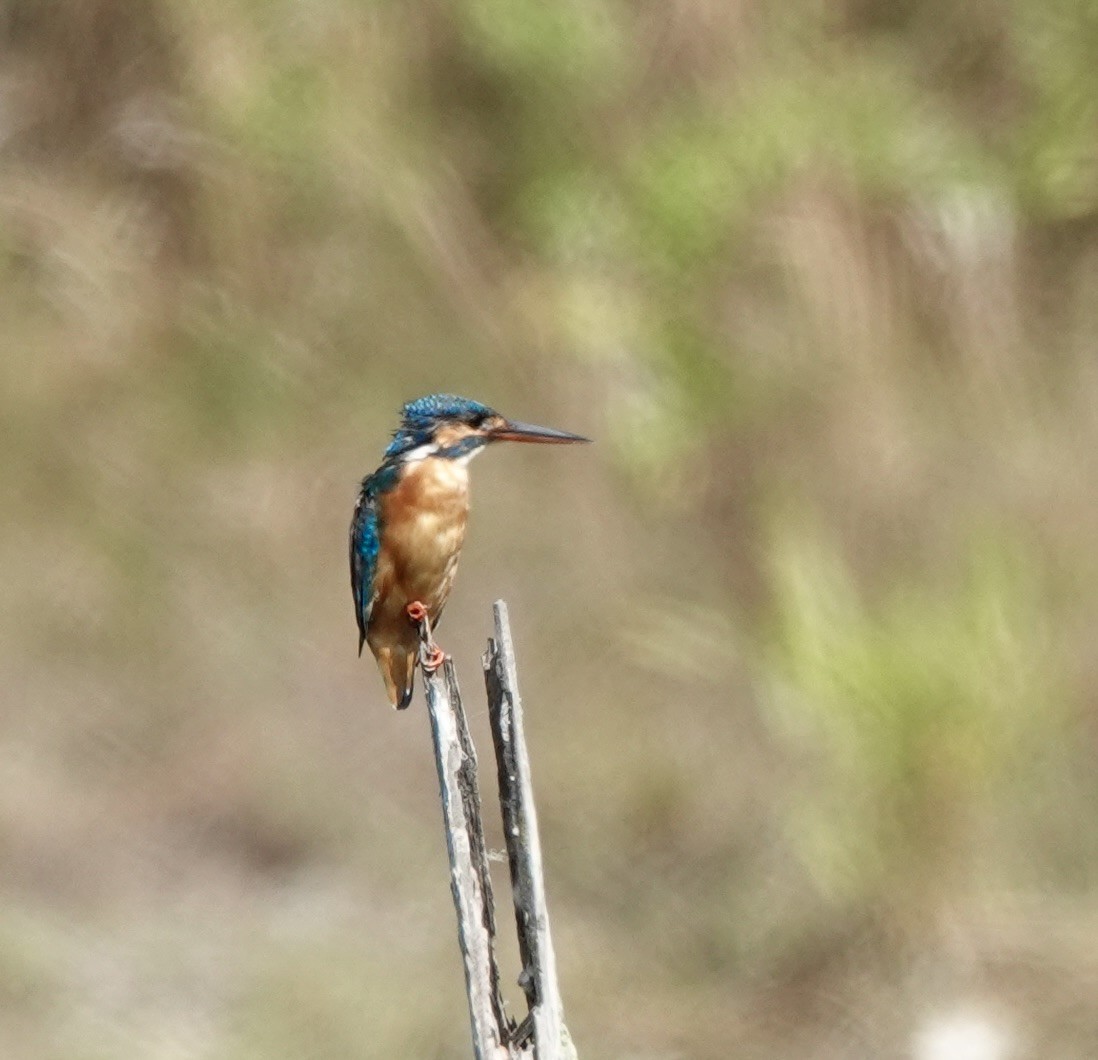 Common Kingfisher - ML615192878