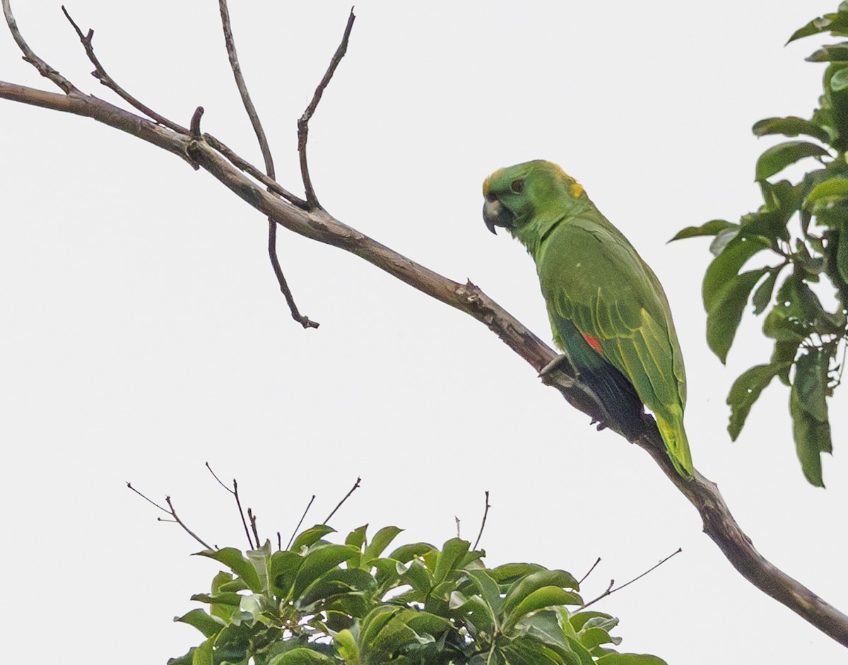 Yellow-naped Parrot - ML615192889