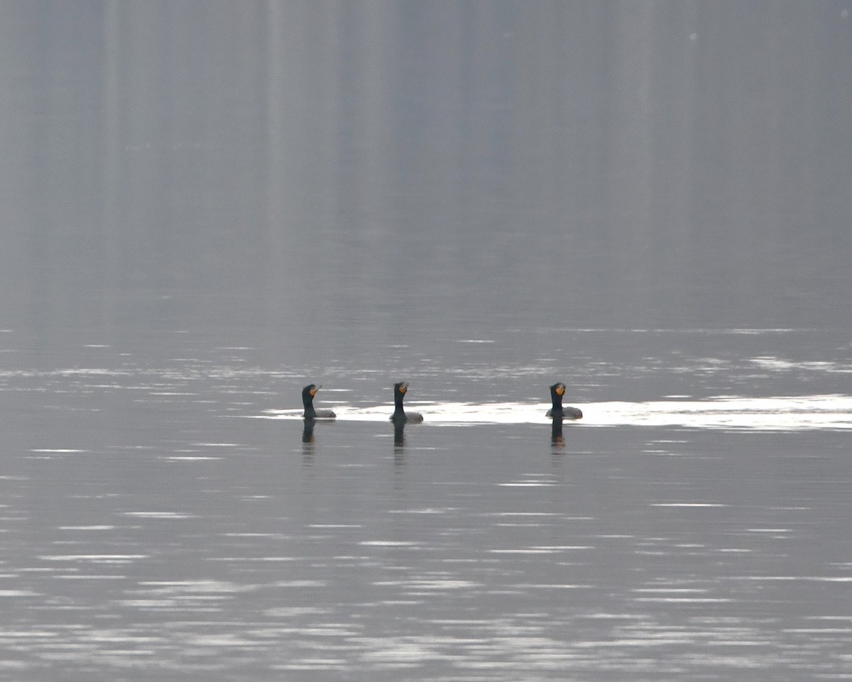 Double-crested Cormorant - Gregory Hartman