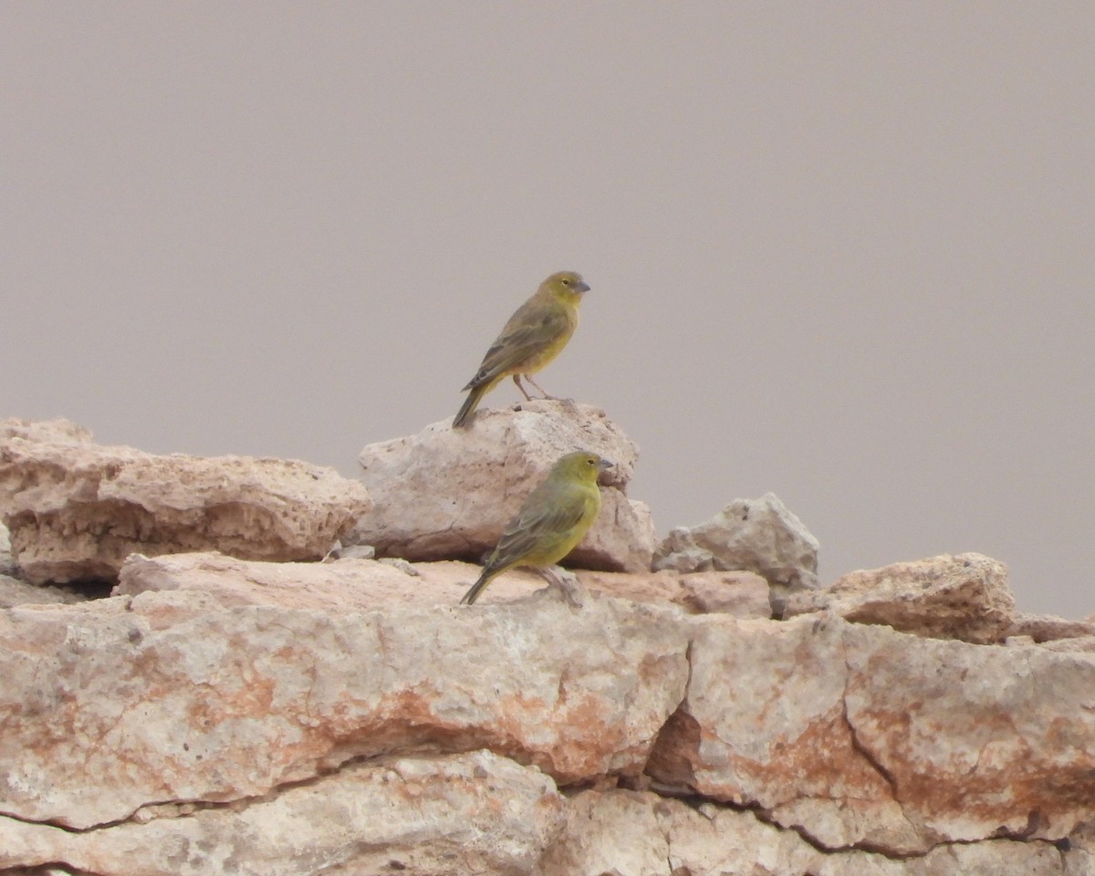 Greenish Yellow-Finch - ML615192900