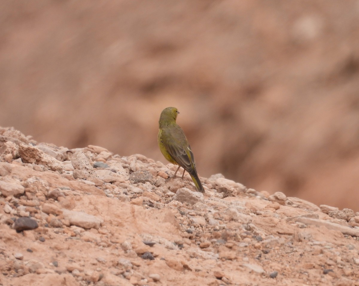 Greenish Yellow-Finch - ML615192901