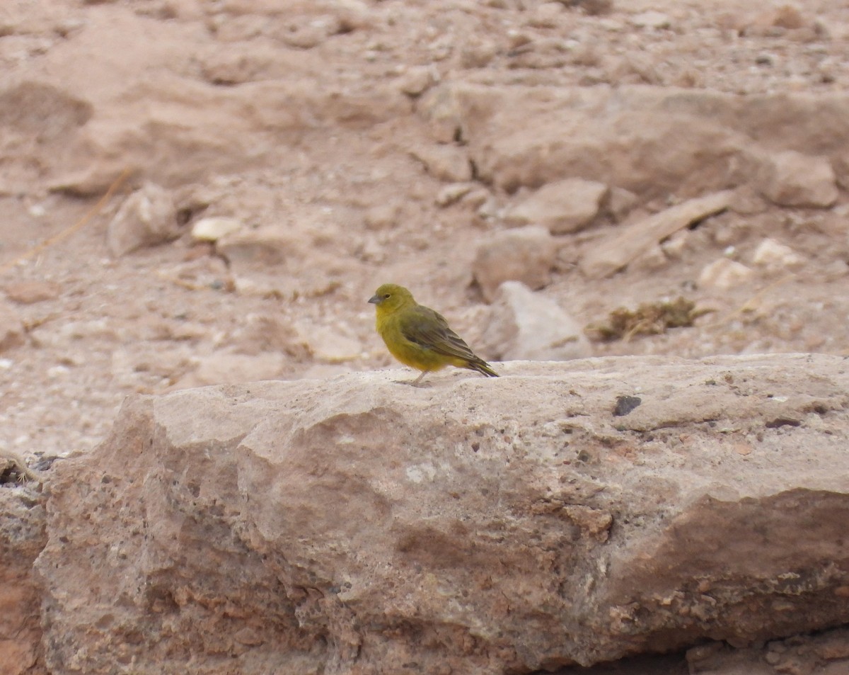 Greenish Yellow-Finch - ML615192902