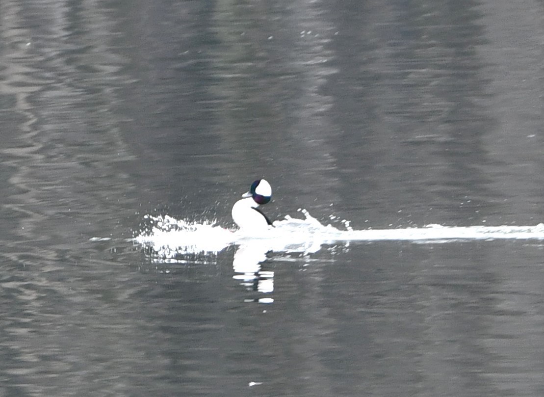 Bufflehead - Gregory Hartman