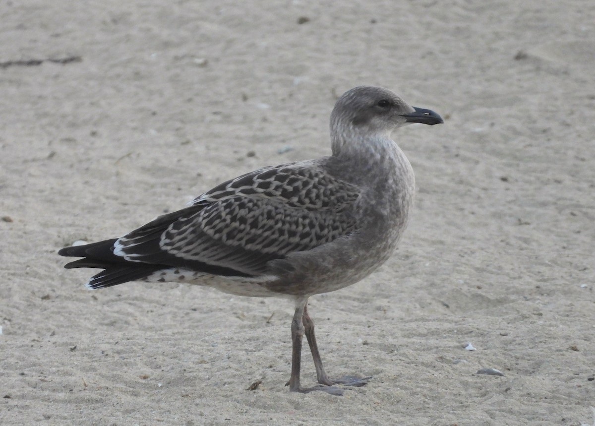 Kelp Gull - Adam Wilczek