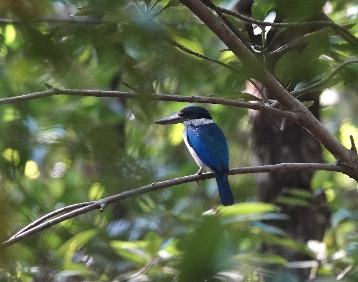 Collared Kingfisher - Susan Hartley