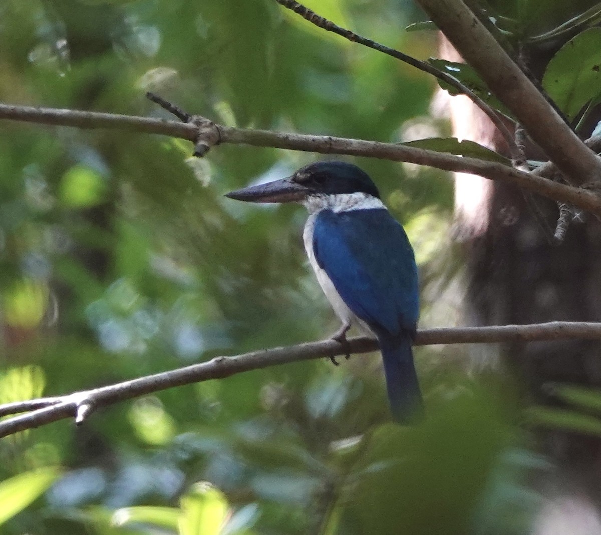 Collared Kingfisher - ML615192999