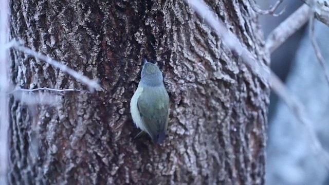 Orange-crowned Warbler (Gray-headed) - ML615193154