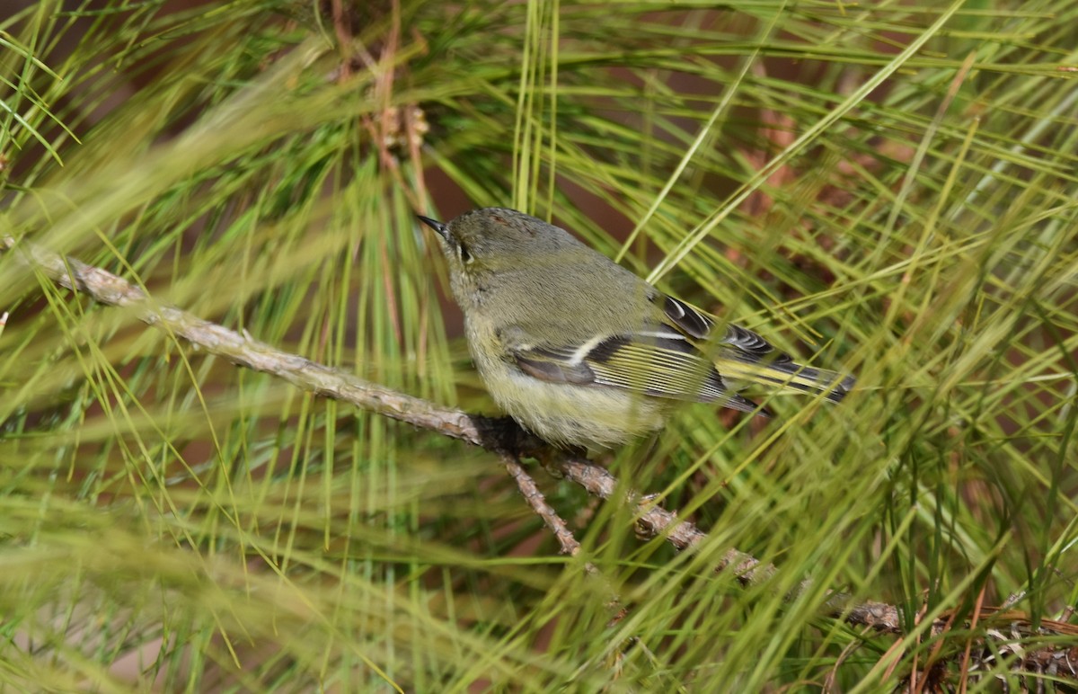 Ruby-crowned Kinglet - Jonathan Snyder