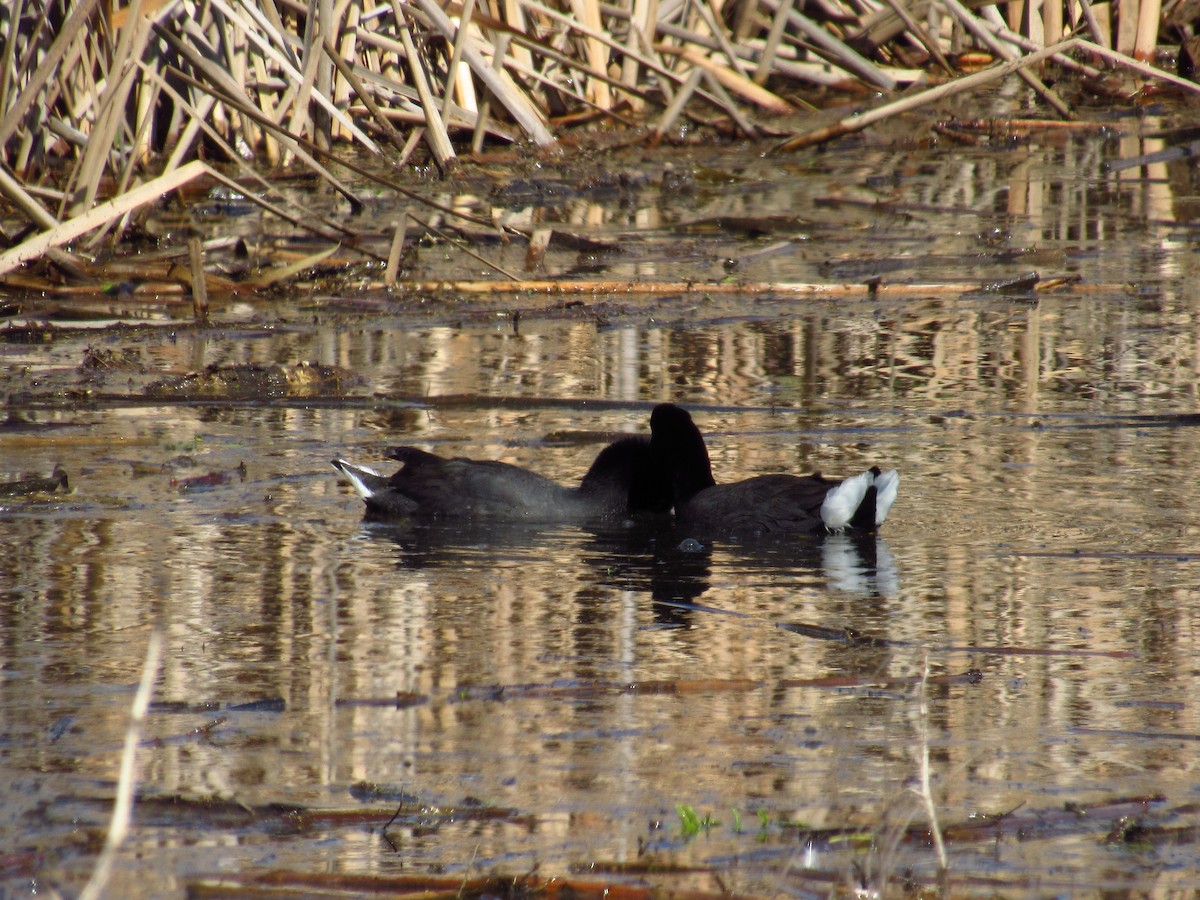 Red-fronted Coot - Mario Reyes