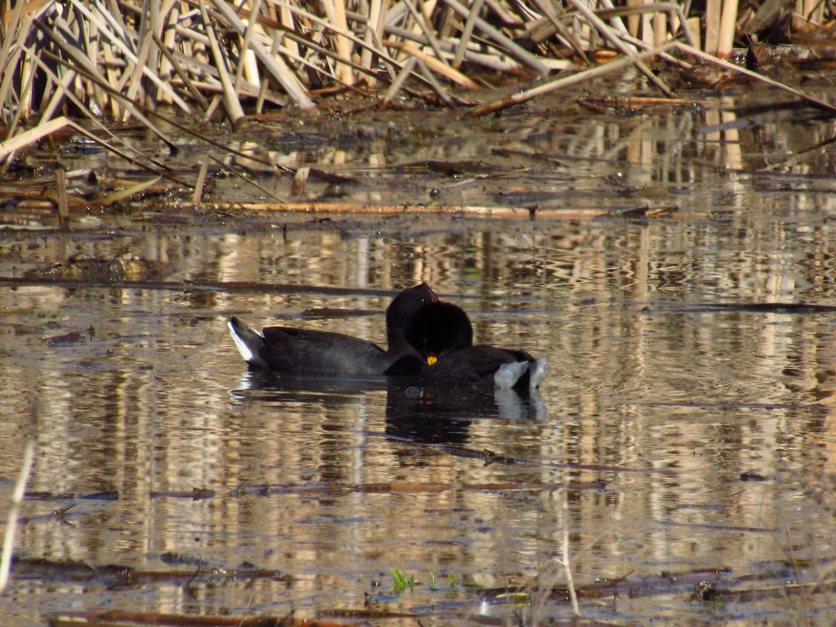 Red-fronted Coot - Mario Reyes