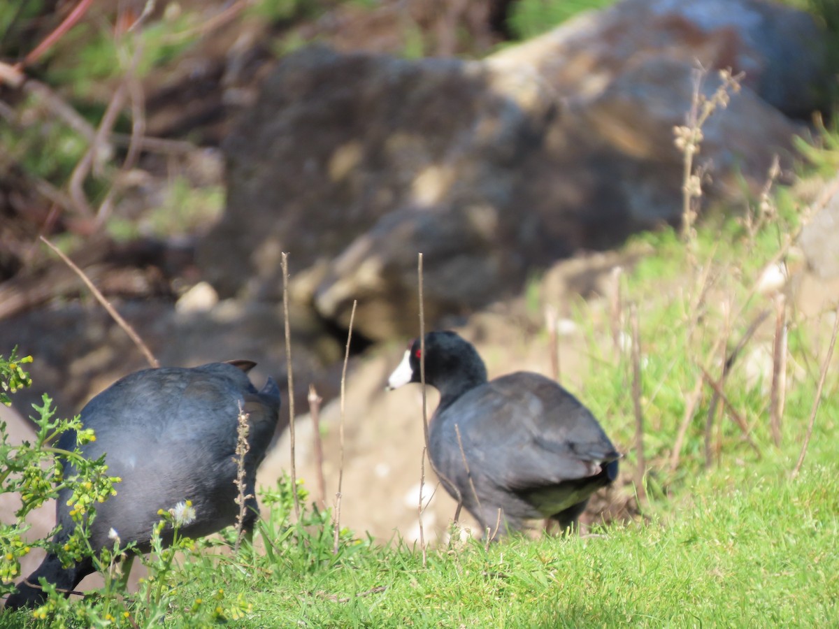 American Coot - ML615193264