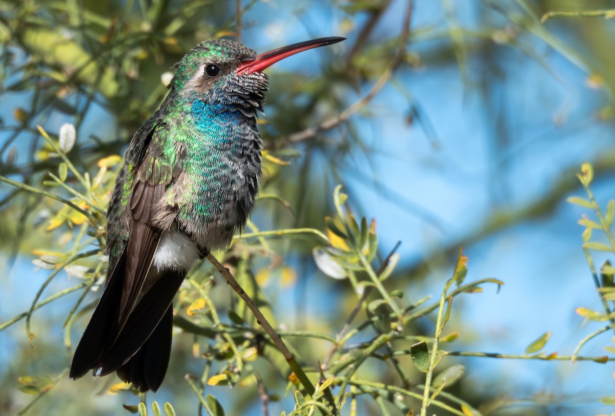 Broad-billed Hummingbird - Adi Rao