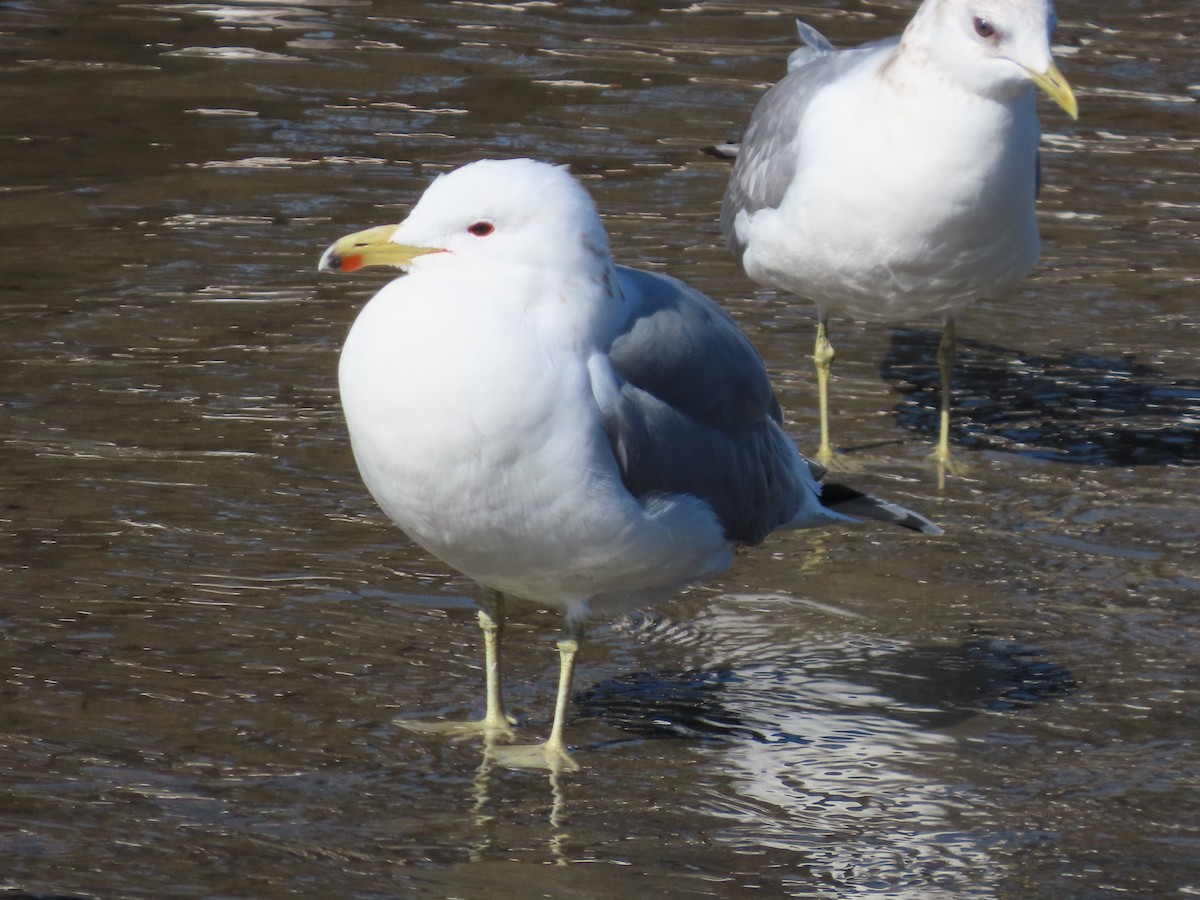 Gaviota Californiana - ML615193365