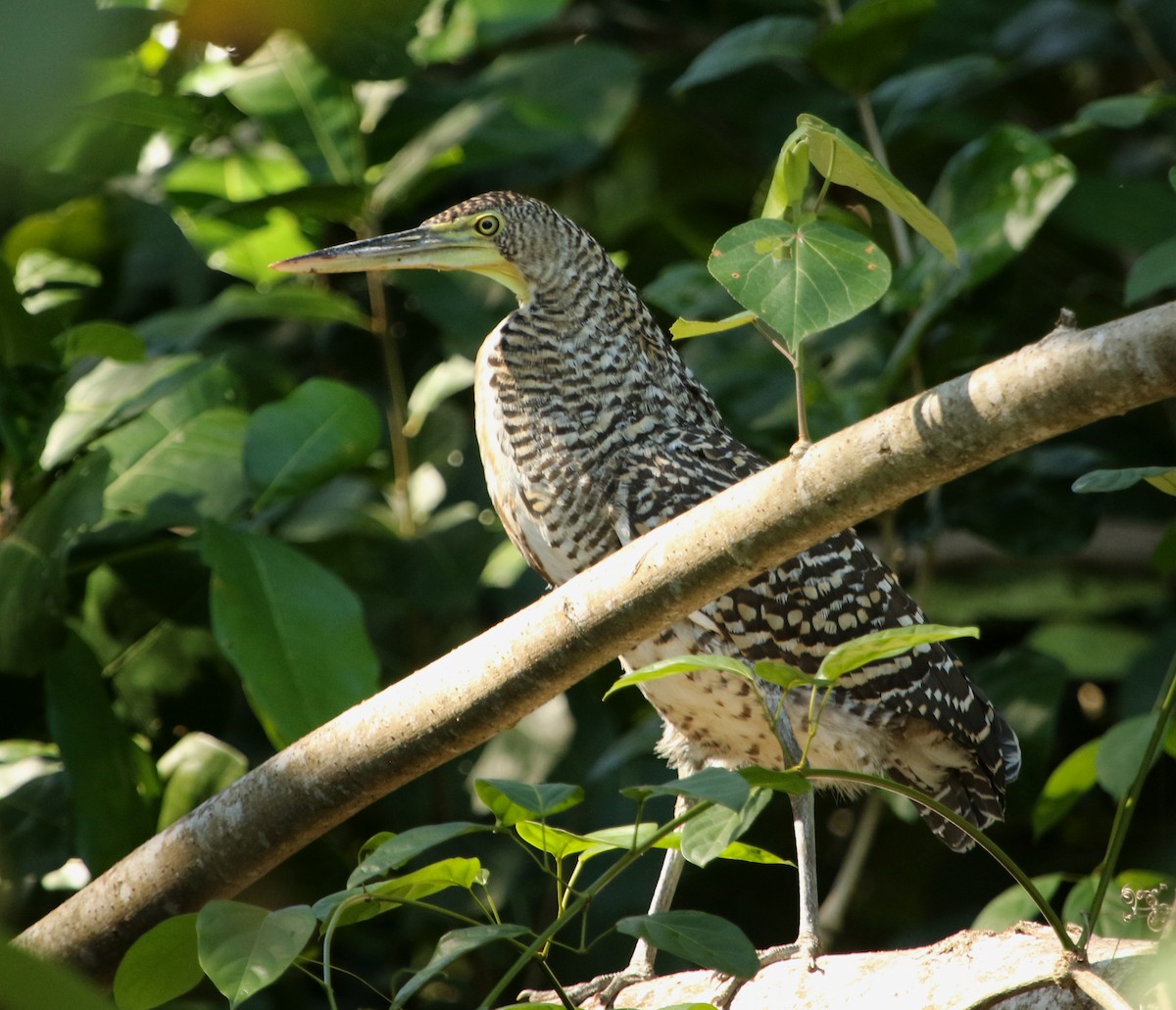 Bare-throated Tiger-Heron - ML615193385