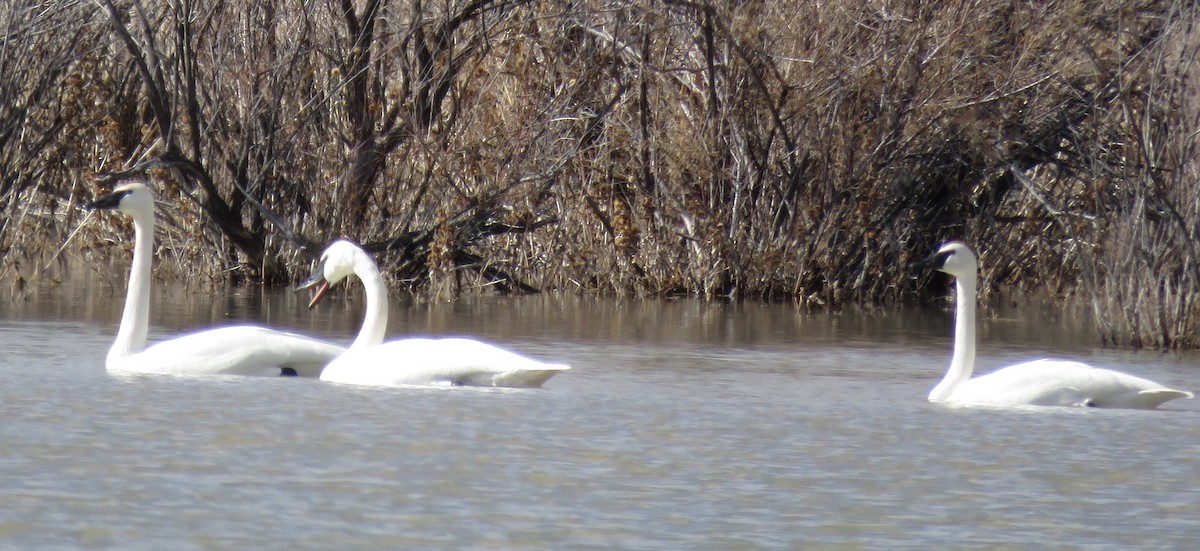 Tundra Swan - ML615193392