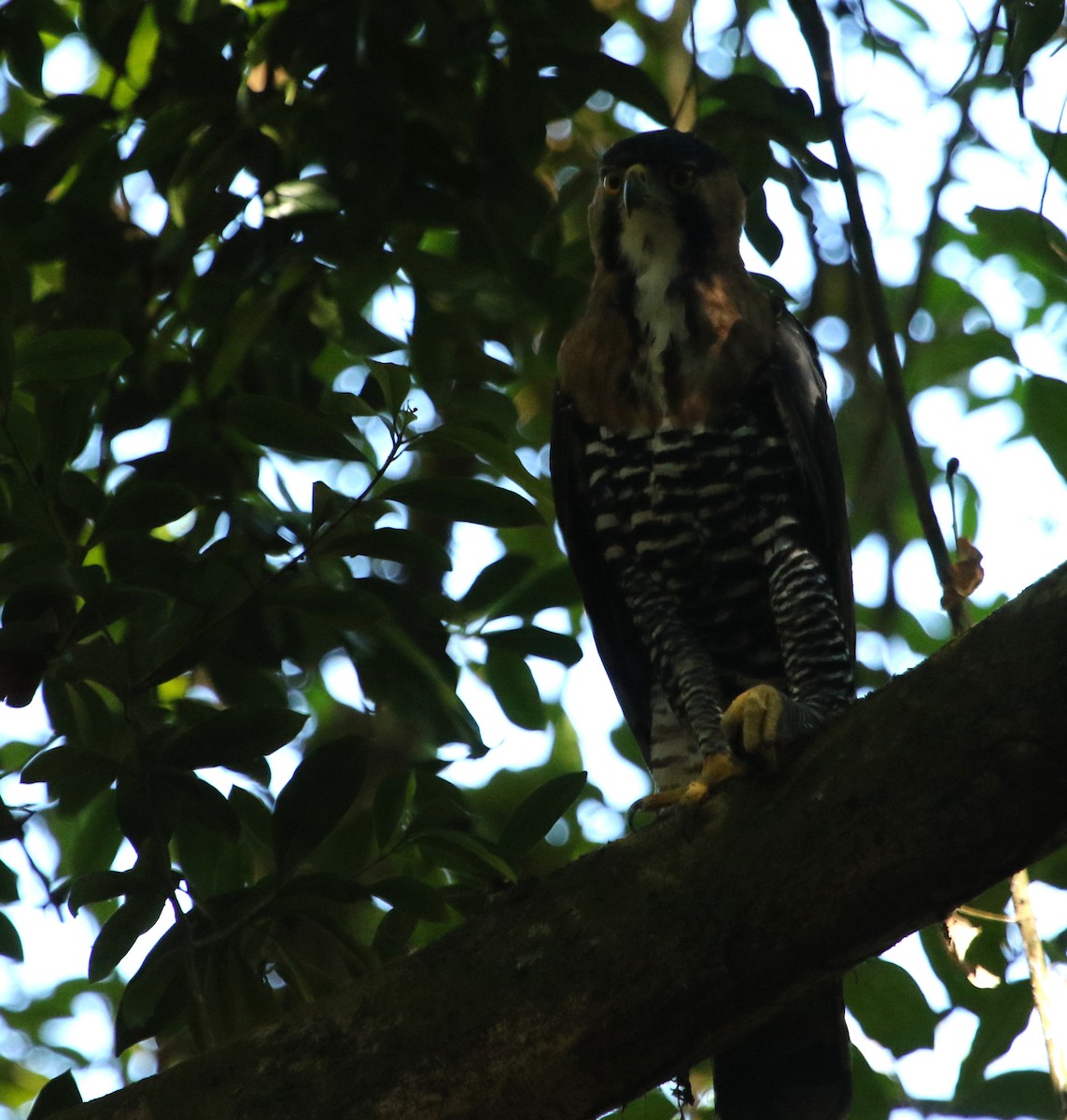 Ornate Hawk-Eagle - ML615193398