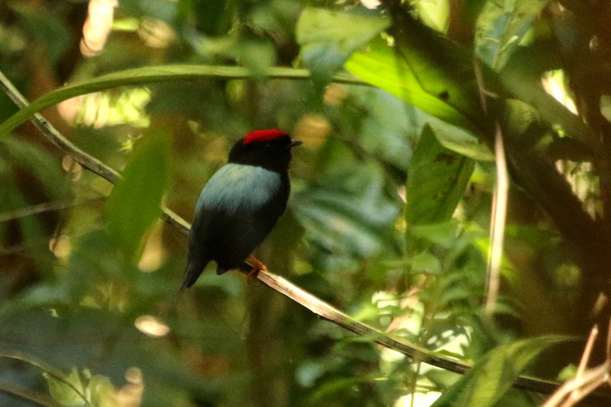 Lance-tailed Manakin - ML615193446