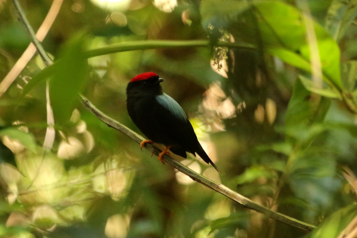 Lance-tailed Manakin - ML615193455