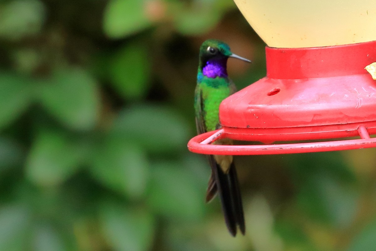 Purple-throated Sunangel - ML615193465