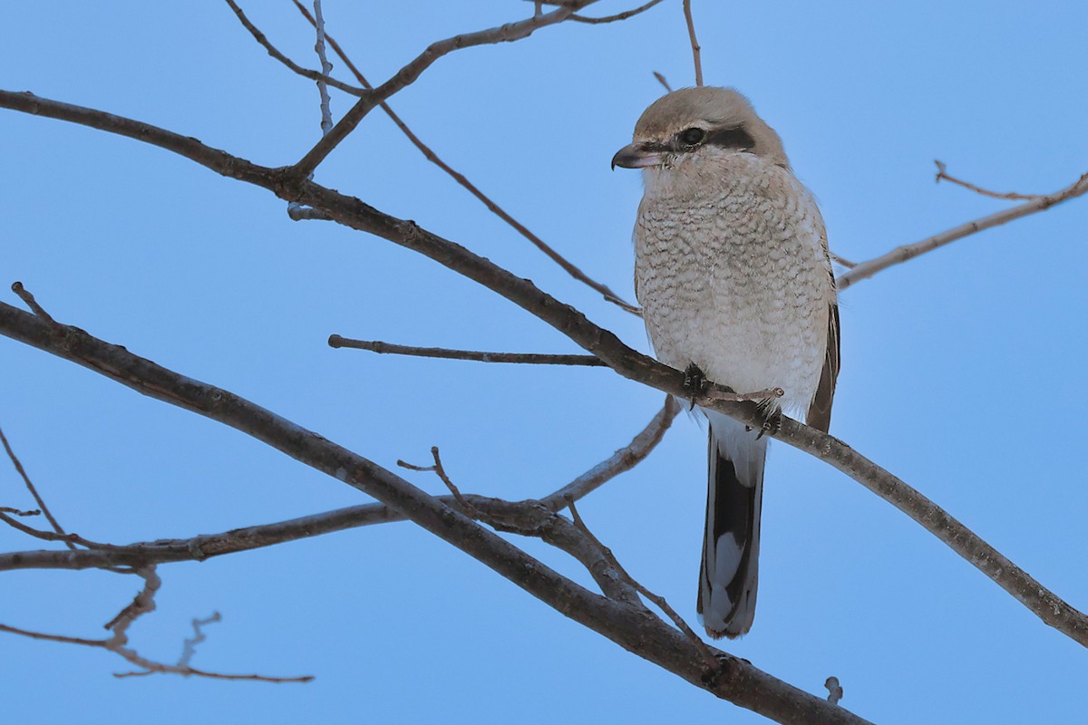 Northern Shrike - ML615193487