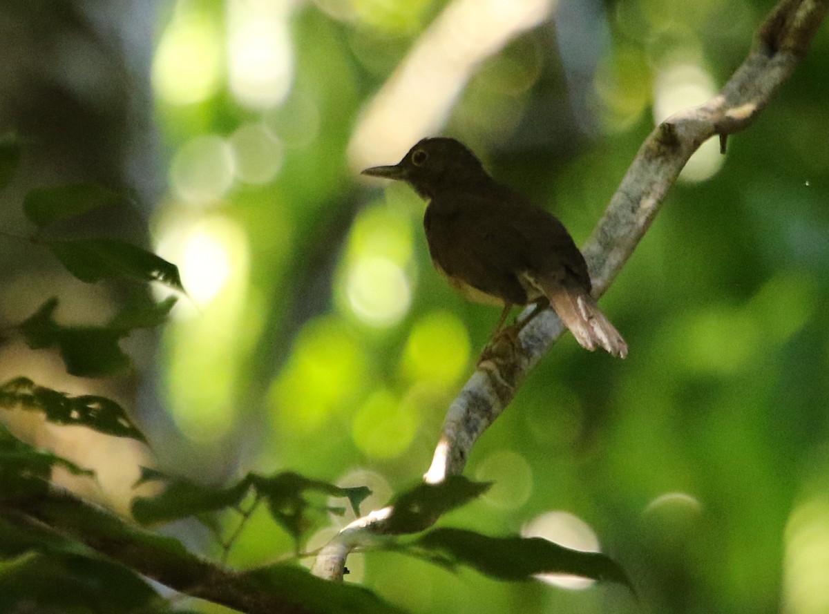 White-throated Thrush - ML615193511