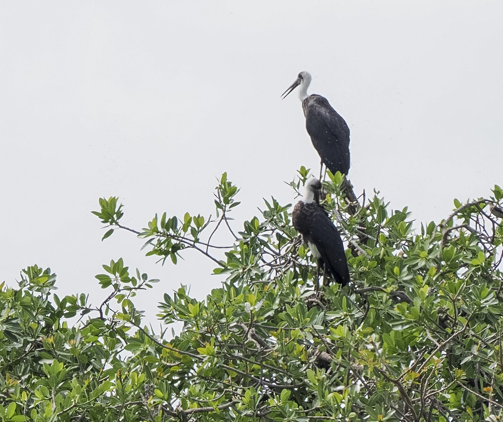 African Woolly-necked Stork - ML615193521