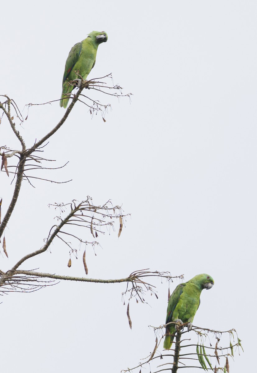 Yellow-naped Parrot - ML615193536