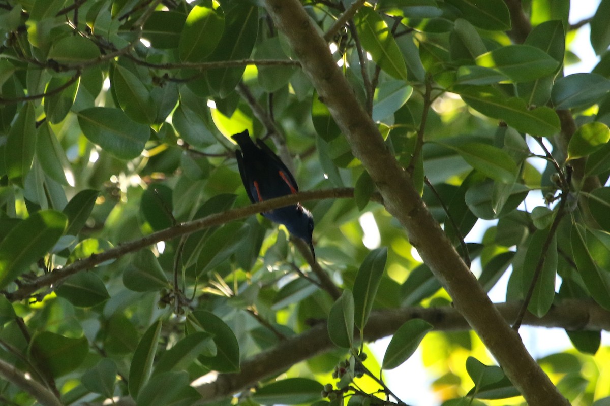 Red-legged Honeycreeper - ML615193543