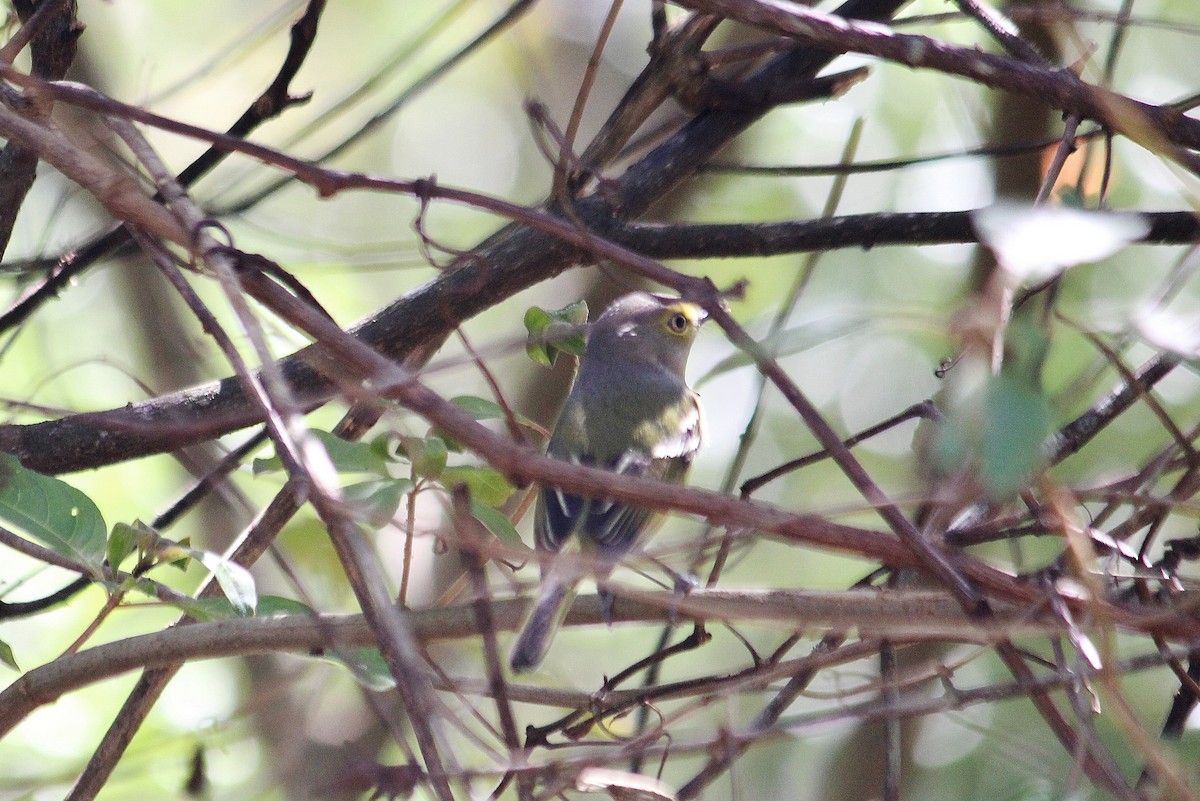 Ak Gözlü Vireo - ML615193561