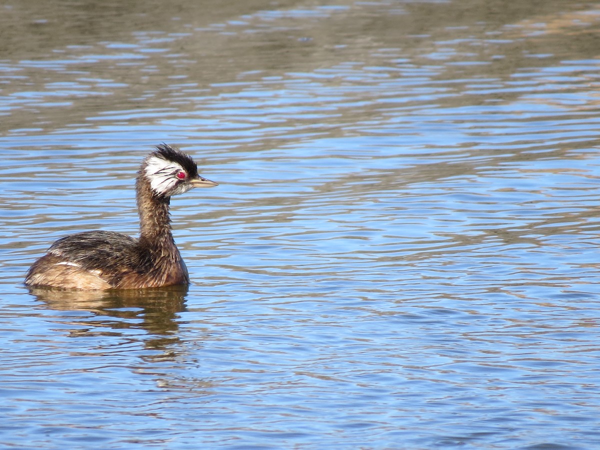 White-tufted Grebe - ML615193589