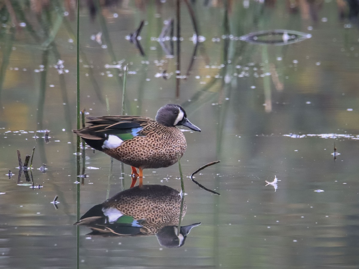 Blue-winged Teal - ML615193594