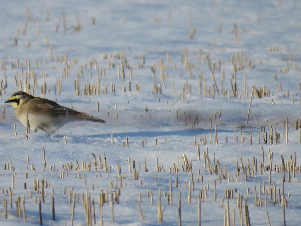 Horned Lark - ML615193596