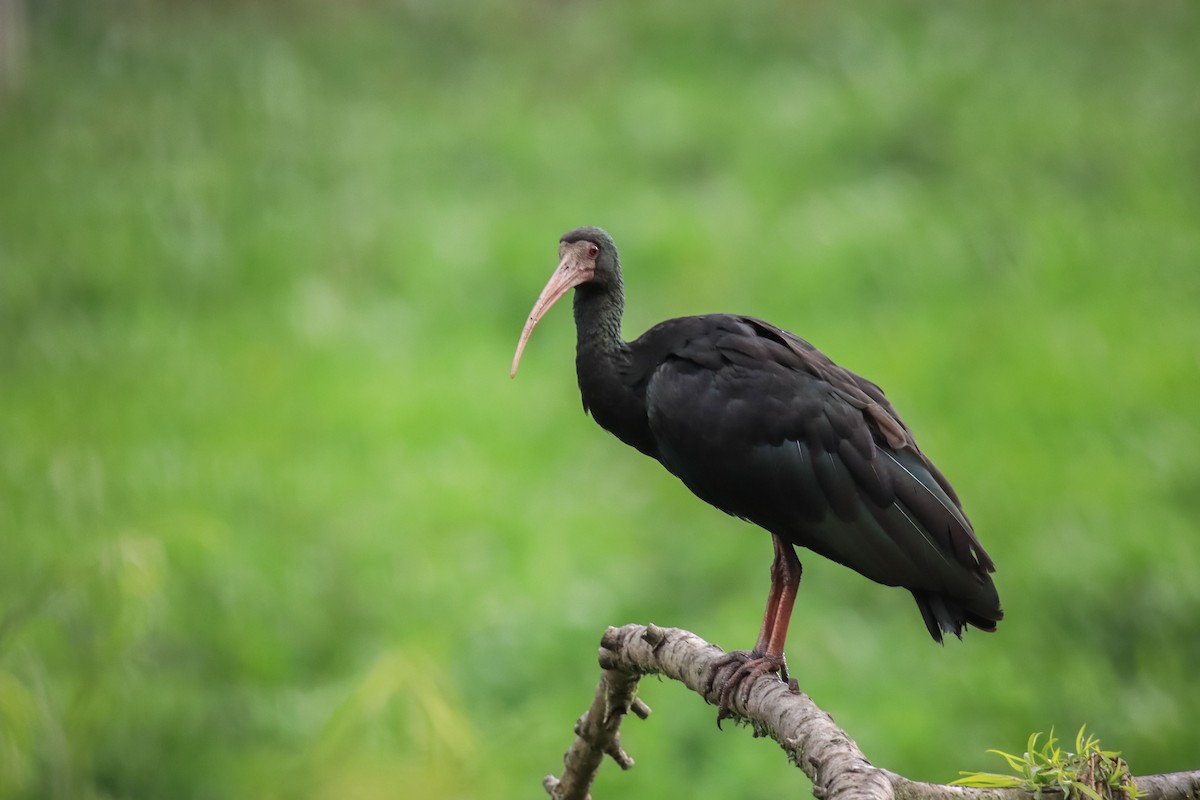 Ibis à face nue - ML615193603