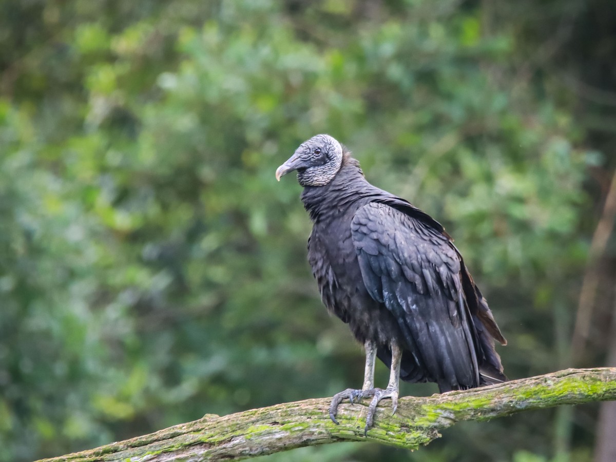 Black Vulture - ML615193611