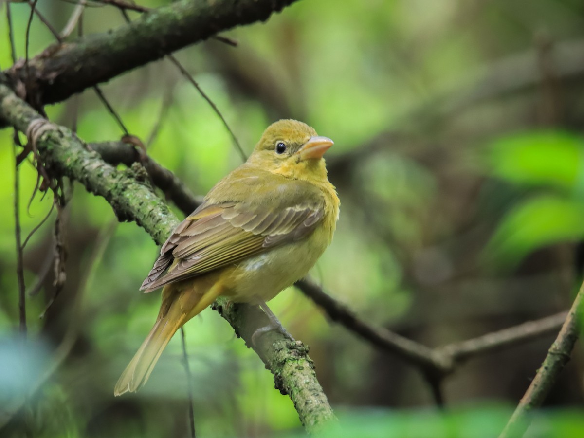 Summer Tanager - ML615193620