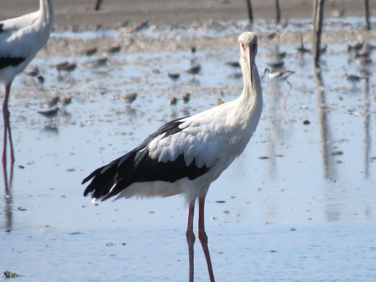 Maguari Stork - ML615193627