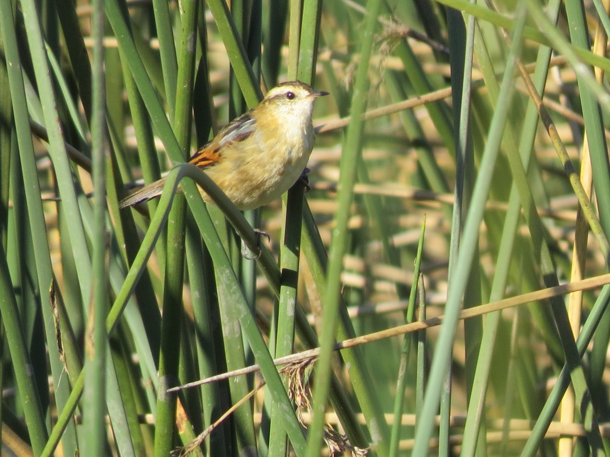 Wren-like Rushbird - ML615193645