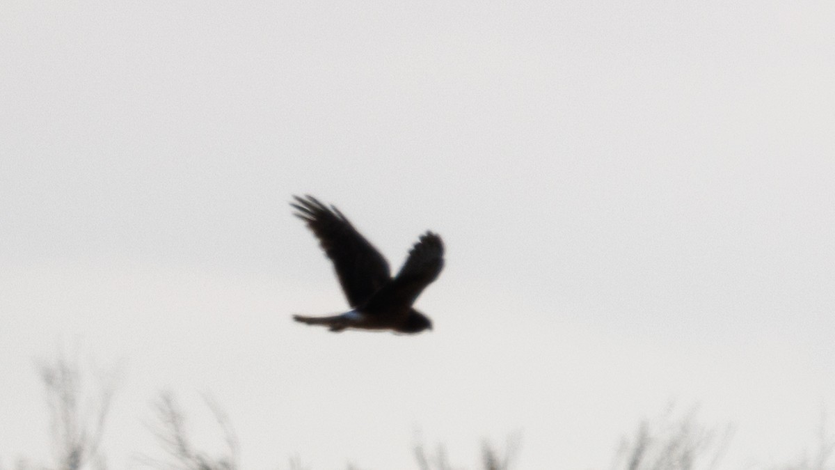 Northern Harrier - Gordon Green