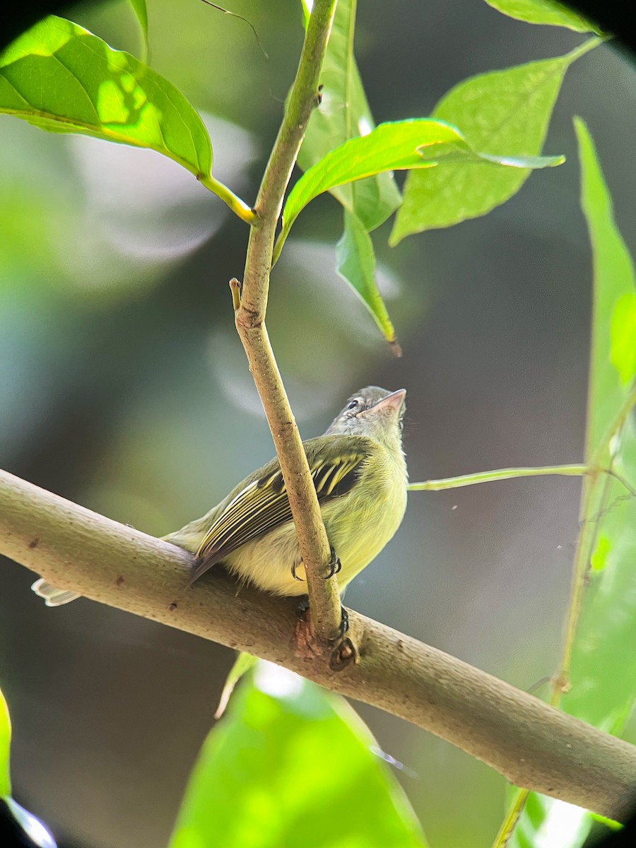 Yellow-winged Flatbill - Rogers "Caribbean Naturalist" Morales