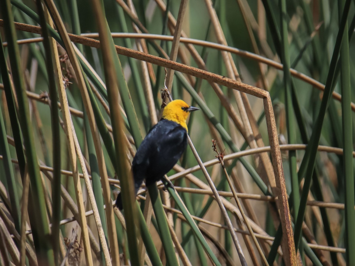 Yellow-hooded Blackbird - ML615193869