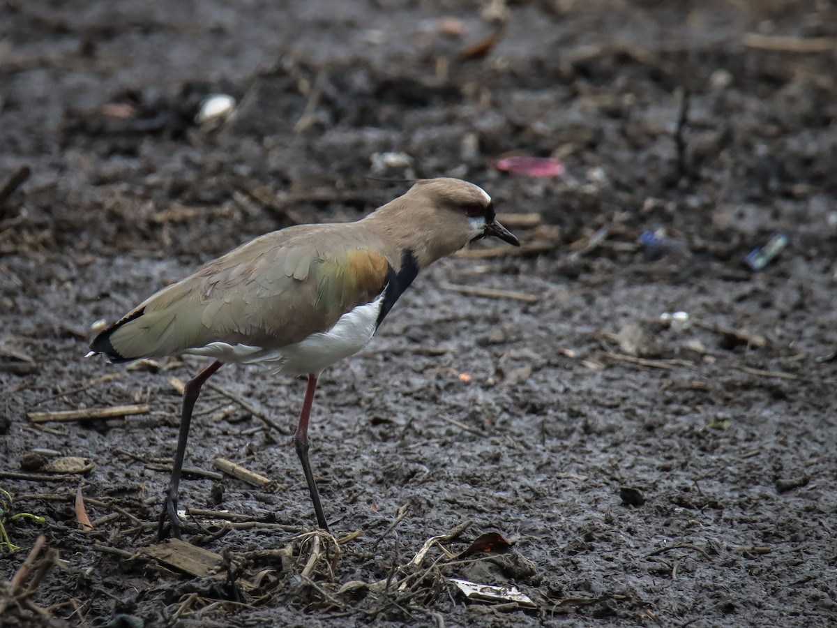 Southern Lapwing - ML615193923