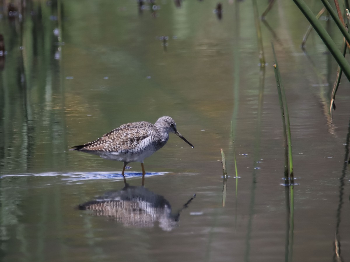 Greater Yellowlegs - ML615193948