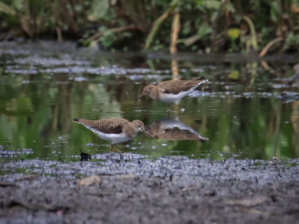 Solitary Sandpiper - ML615193969