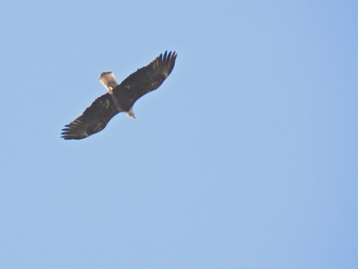 Bald Eagle - ML615194060