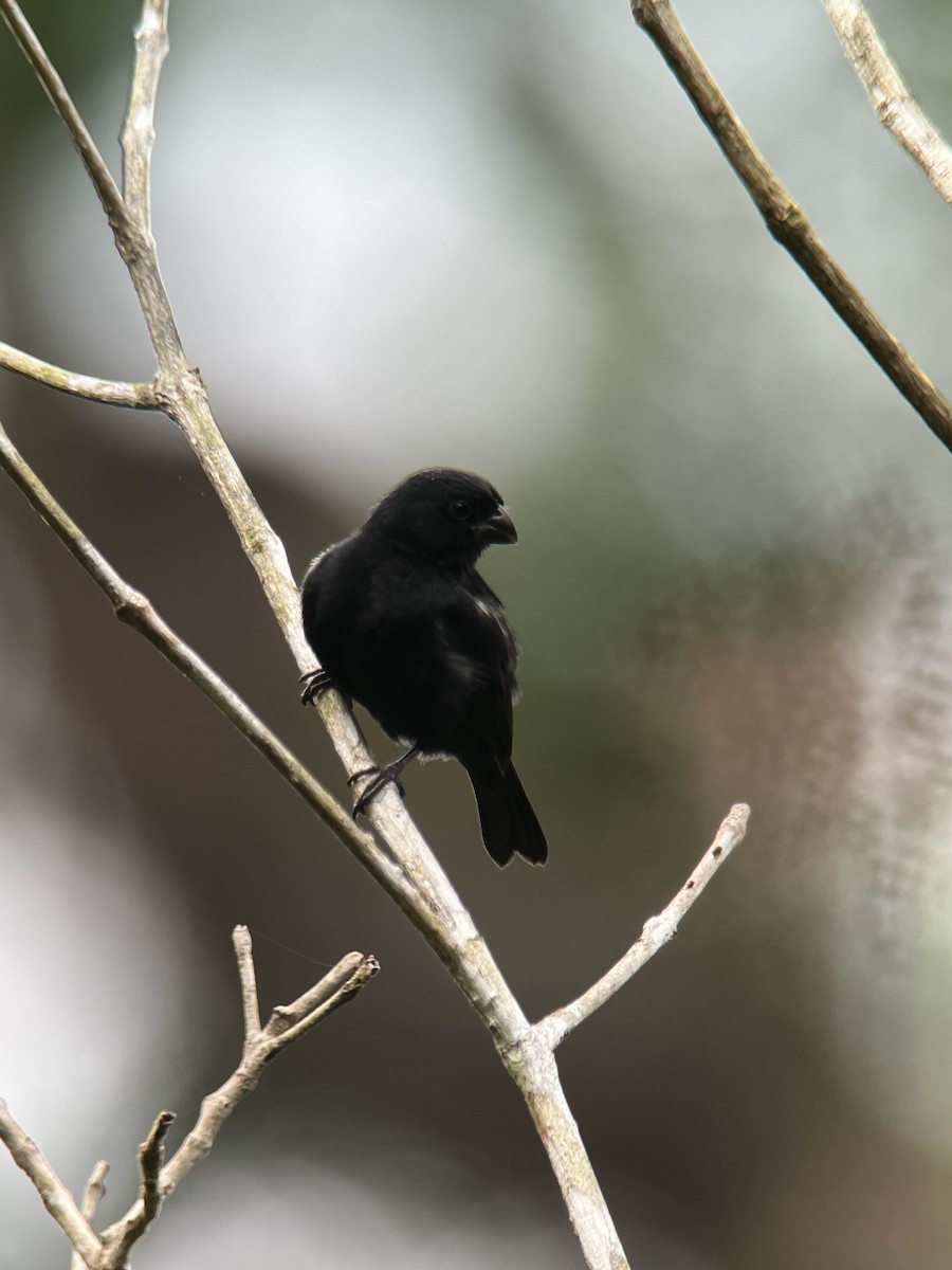 Variable Seedeater (Black) - ML615194067