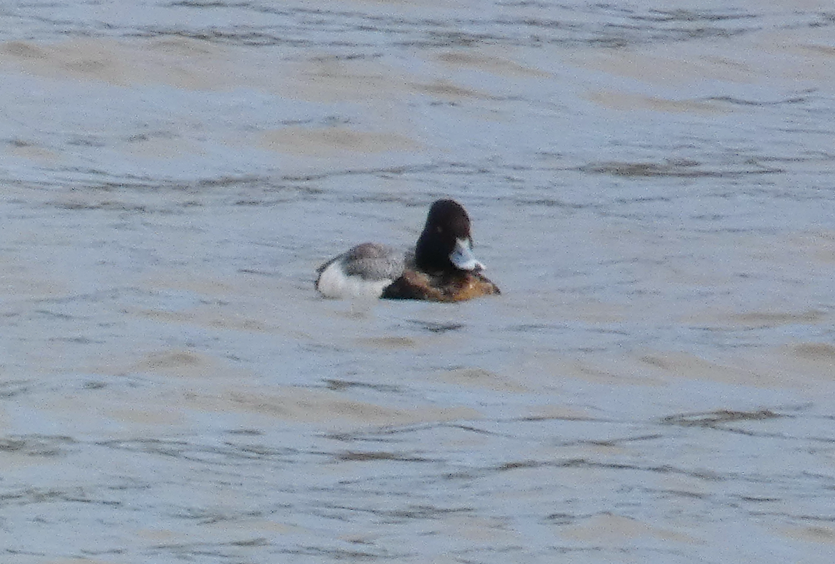 Greater Scaup - ML615194069