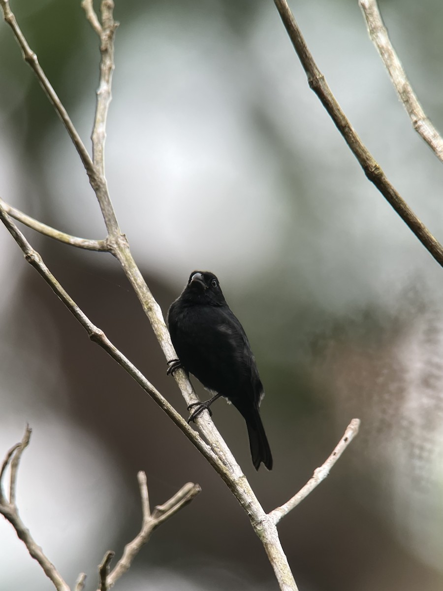 Variable Seedeater (Black) - ML615194075