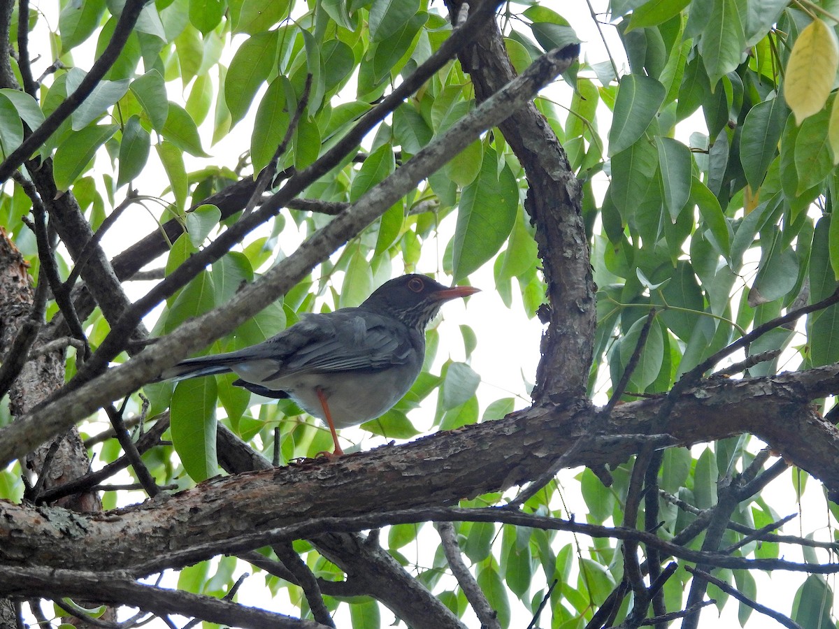 Red-legged Thrush (Antillean) - ML615194085